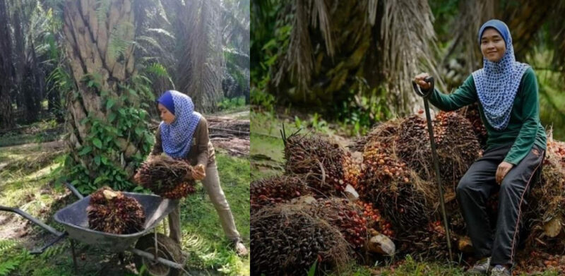Suka kerja lasak, ini cerita ibu gadis tular angkat kelapa sawit