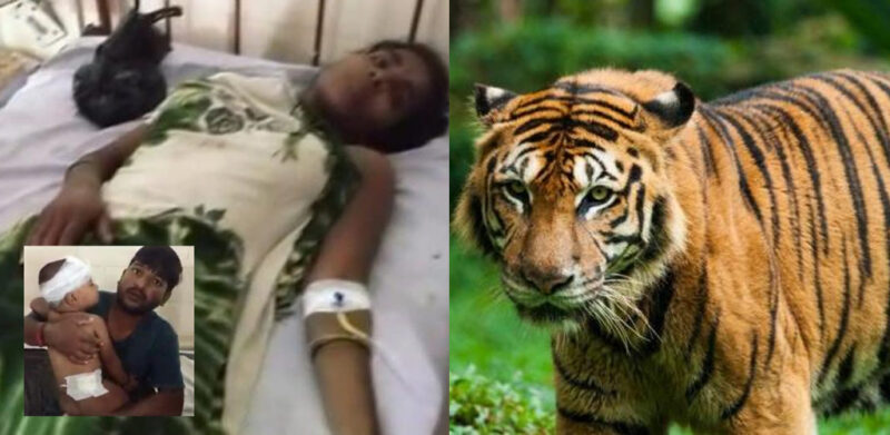 Kasih ibu tiada tandingan, wanita cedera parah bertarung harimau selamatkan bayi